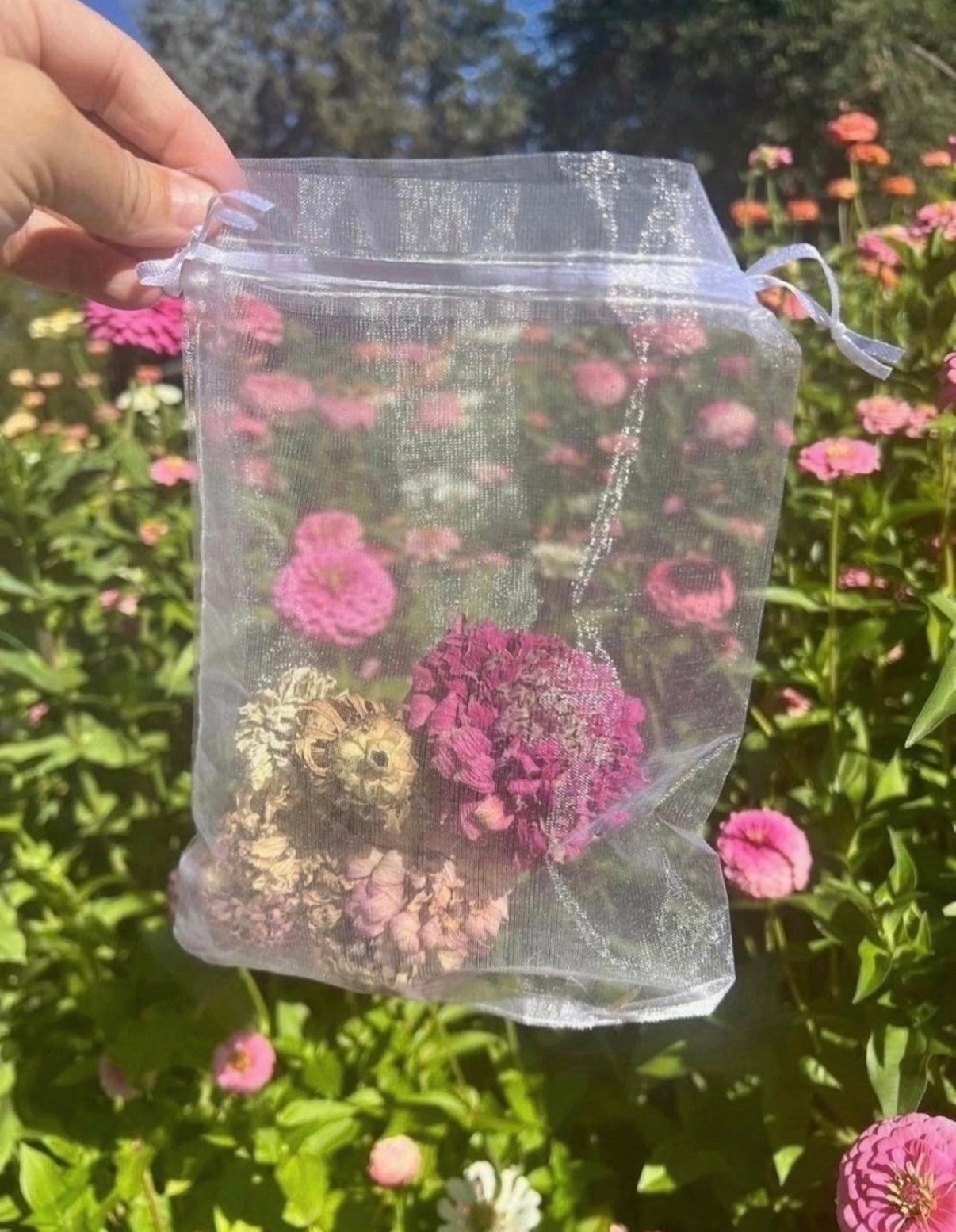 These organza bags made saving my zinnia seeds so much easier last season 🌸 I use them to keep track of the blooms I want to save and let the flower heads dry right inside!

#LTKSeasonal #LTKSaleAlert #LTKHome
