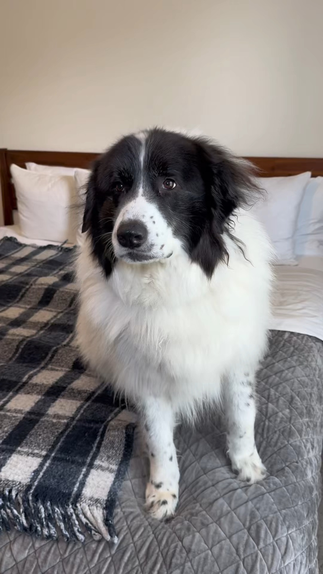 Treat time with the pups 🐶

These Minties FreshBites are soft and chewy dental treats that help freshen breath and support cleaner teeth. I love that they’re low calorie so you can treat your dog more than once a day without feeling guilty.

#LTKpets #LTKfinds #LTKfamily #dogmomlife #petproducts #dogtreats #petfinds