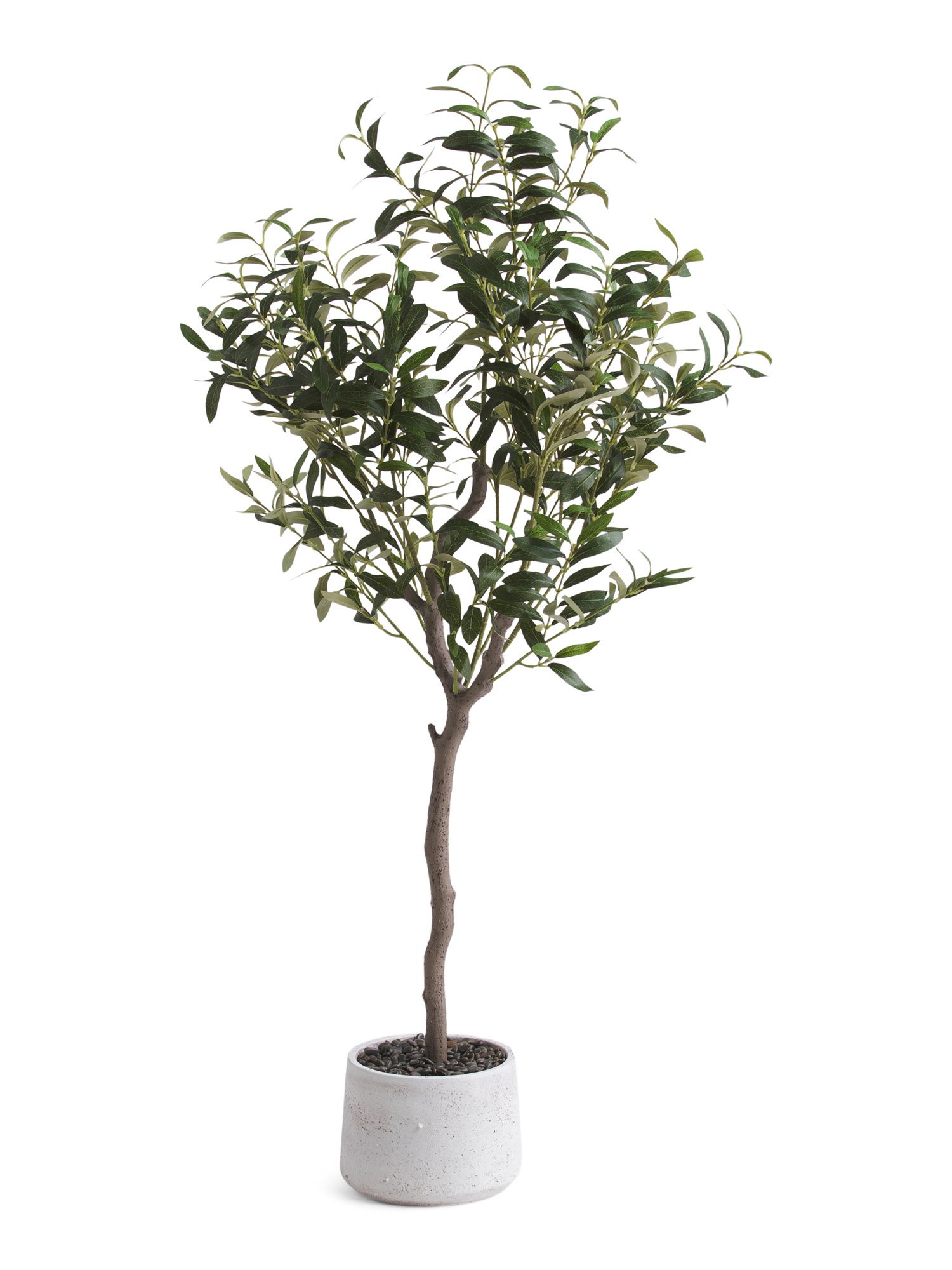 4ft Olive Tree In Stone Pot | Marshalls