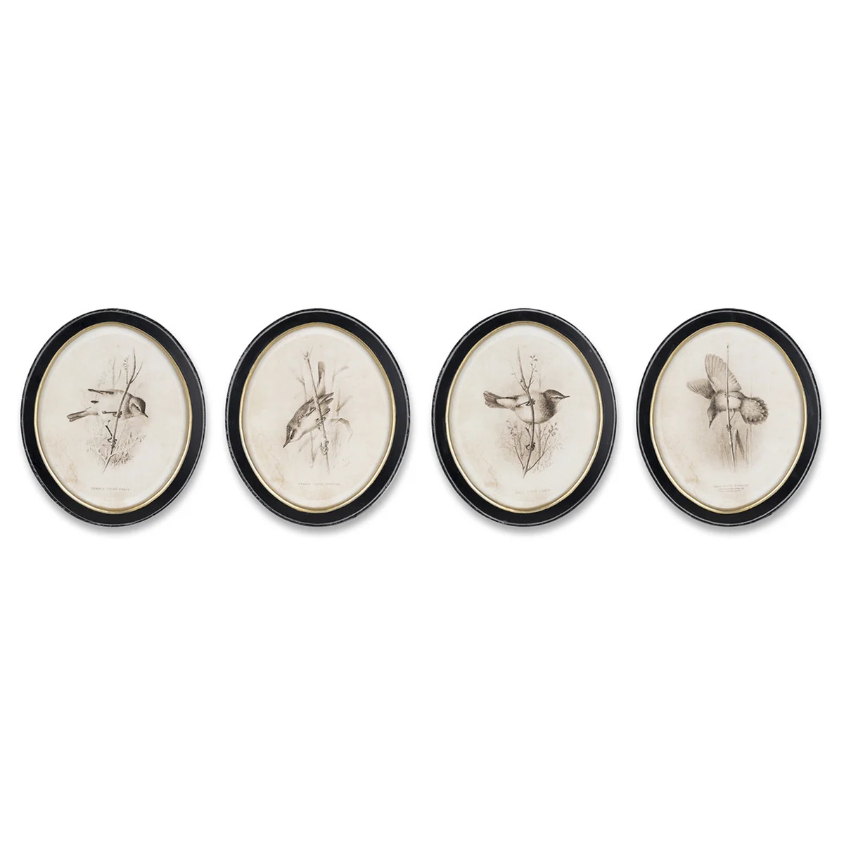 Framed Bird Print Set of 4 | Paynes Gray Inc