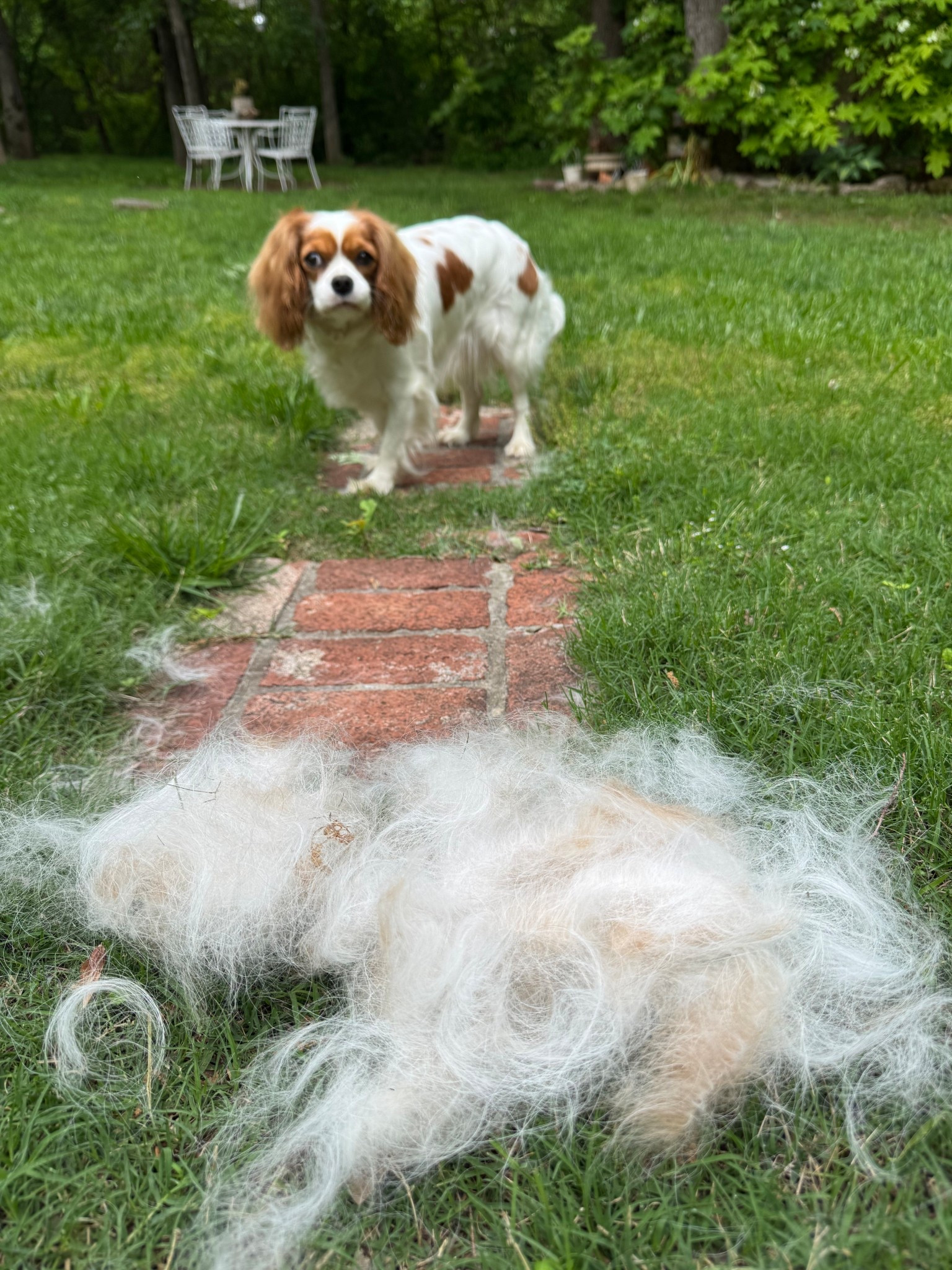 Every dog owner MUST HAVE