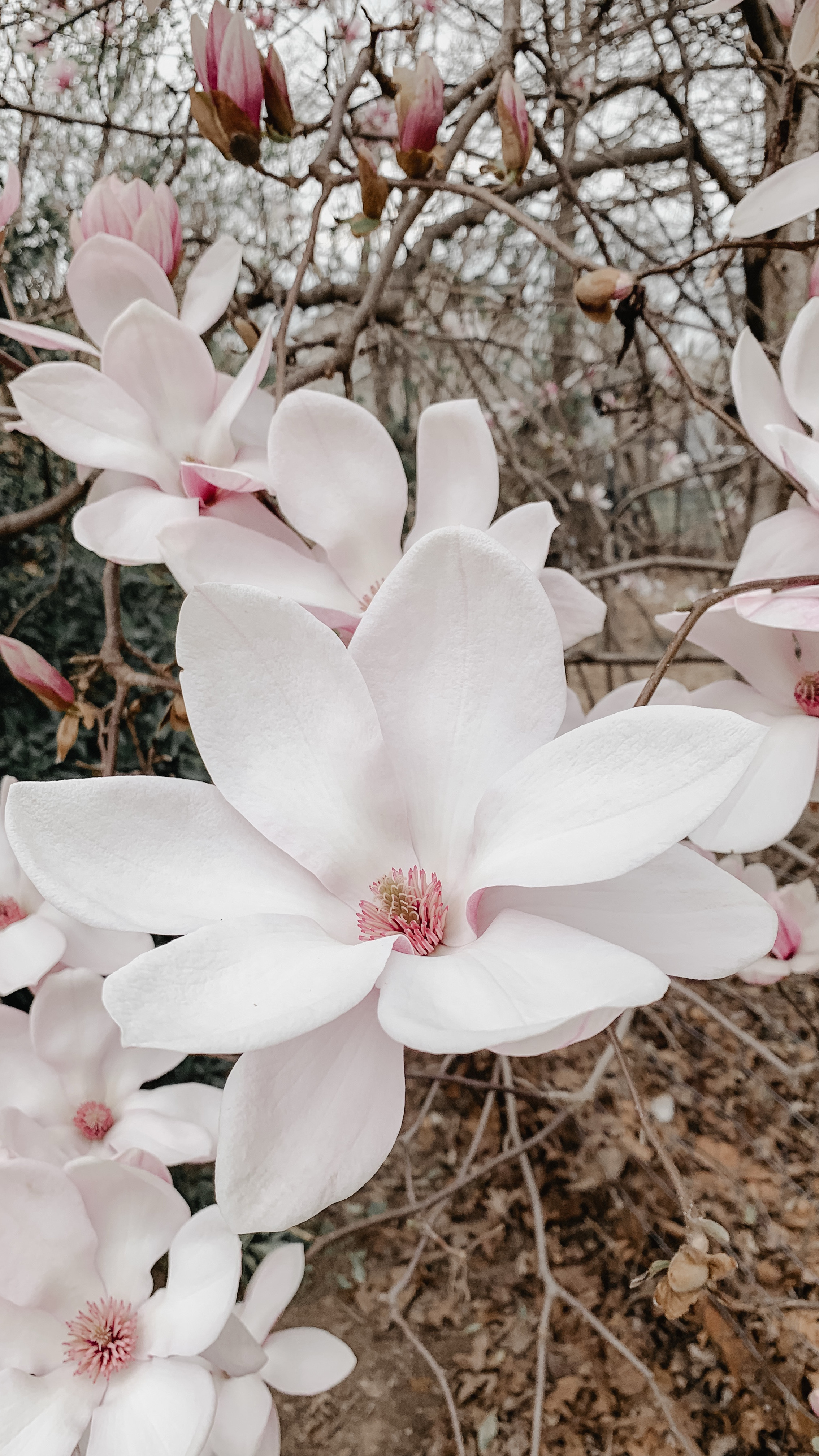 Spring Magnolia Blossoms are here! 
Enjoying the abundance of beauty outdoors this week ☀️ 

Spring 
Nature 
Creation 
Watch Now 

#LTKActive #LTKSeasonal #LTKWatchNow