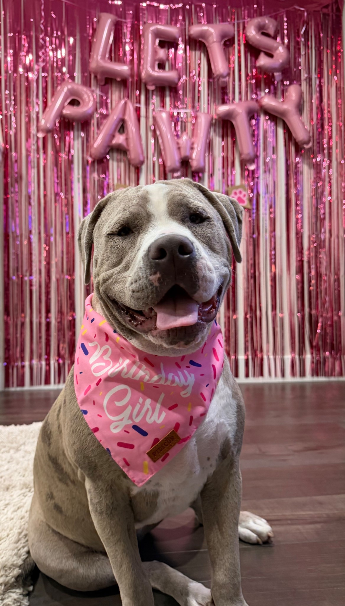 🎉 Amazon Puppy Birthday Decor Must-Haves! 🐾
Everything you need to throw the cutest dog birthday pawty—all from Amazon and linked in my LTK! 

✨ Perfect for dog birthdays, Gotcha Days & photo ops
🎈 Easy setup + Amazon Prime
🐶 Instagram-ready party vibes

Shop the full party setup in my LTK!

#LTKKids #LTKPets #LTKParties