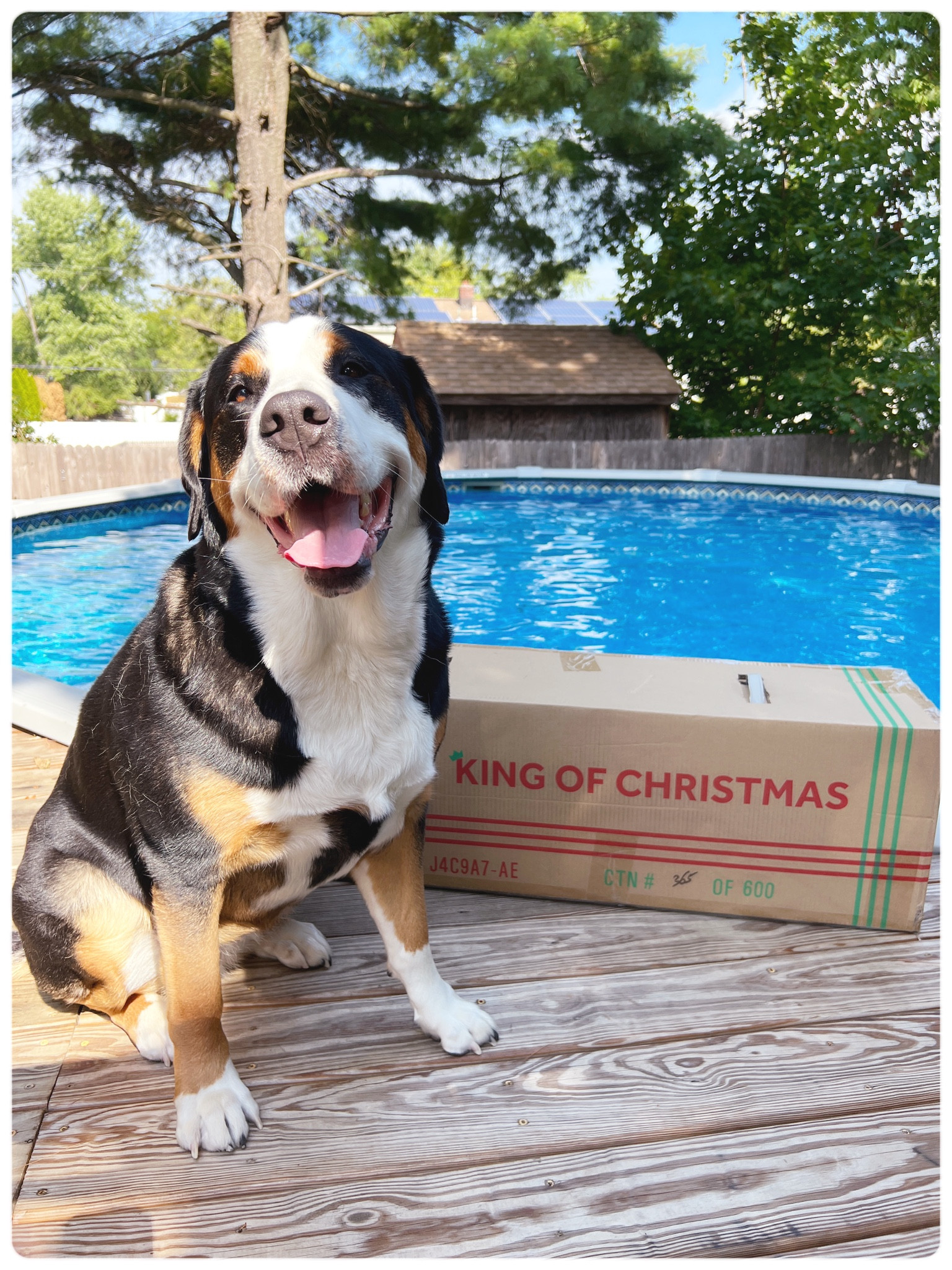 Christmas tree time! 
King of Christmas, 
Flocked tree,
Noble fir,
Christmas tree, pool, summer,
Christmas decorations, lighted Christmas tree



#LTKfamily #LTKSeasonal #LTKhome