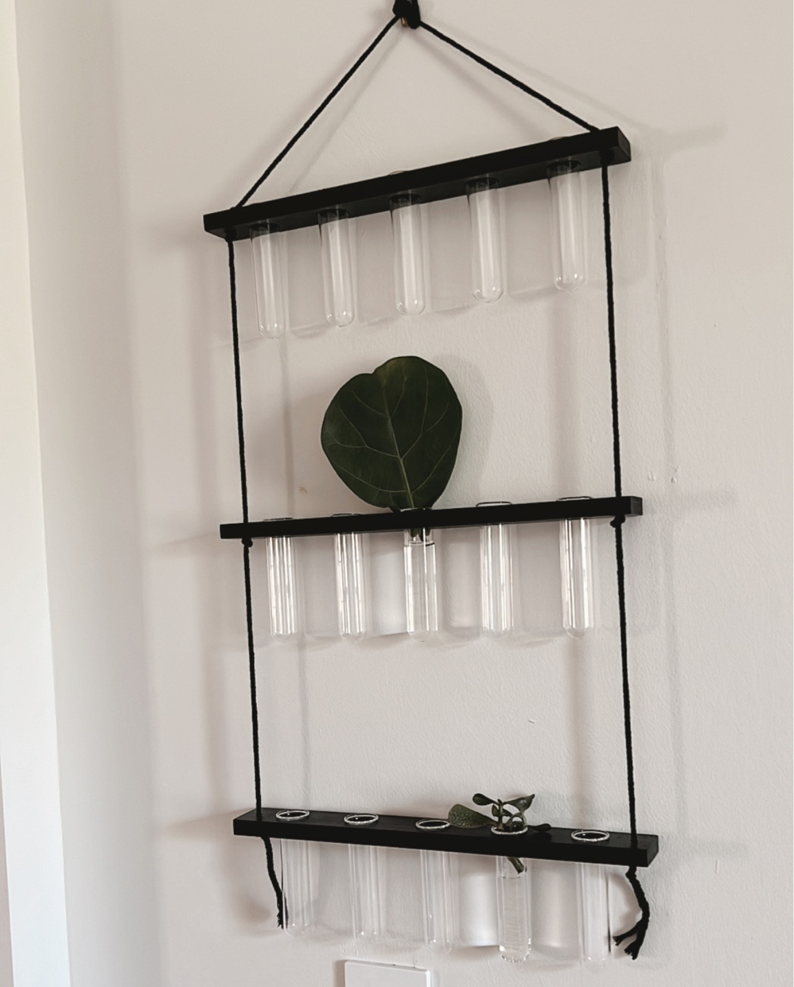 Plant propagation wall decor. 22$ 
#amazonfind #walldecor #plants #LTKamazon

#LTKhome #LTKover40 #LTKFind