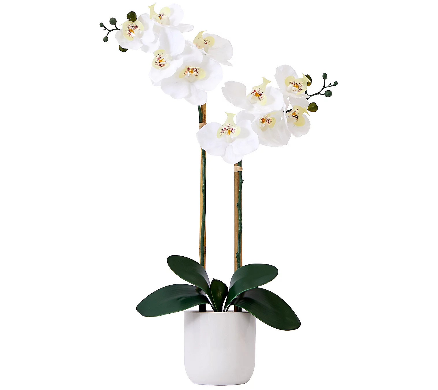 Nearly Natural 26"" Real Touch Double Orchid Pha laenopsis | QVC