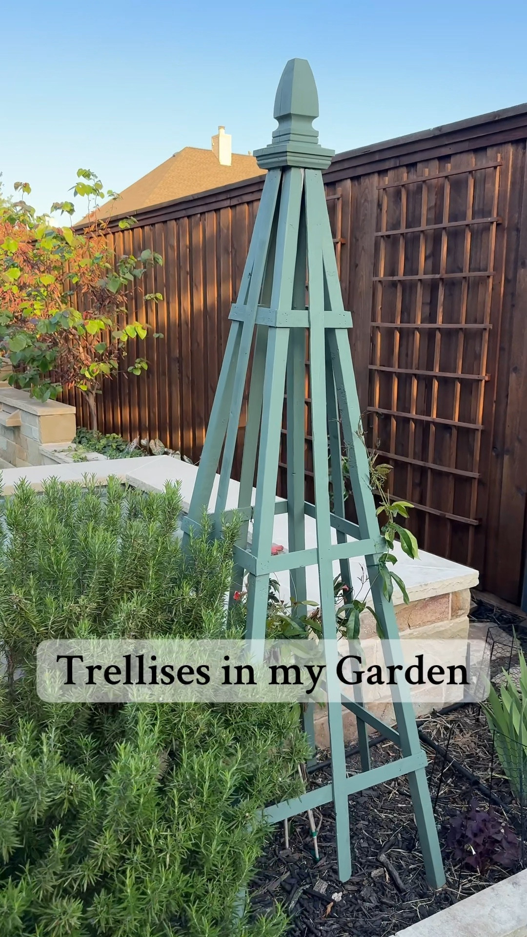 Sharing the different trellises in my garden and backyard! The ones on our fence we stained the same color as the fence so they disappear until the flowering vines grow and cover them. 🏡 outdoor space patio pool gardening gardener flowers spring fashion summer french country farmhouse cottagecore cottage butter yellow

#LTKOver40 #LTKWatchNow #LTKHome