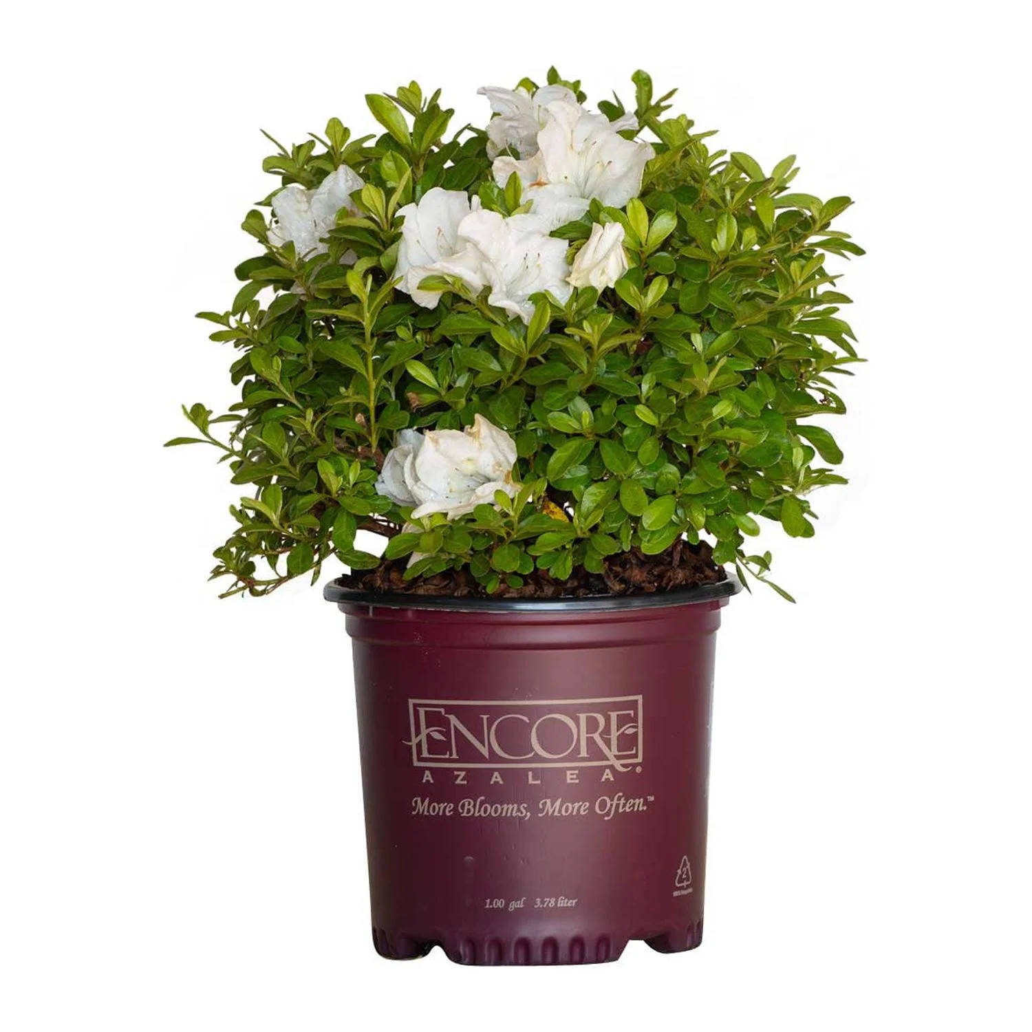 Encore Azalea Autumn Angel (1 Gallon) White Flowering Shrub - Full Sun Live Outdoor Plant | Walmart (US)