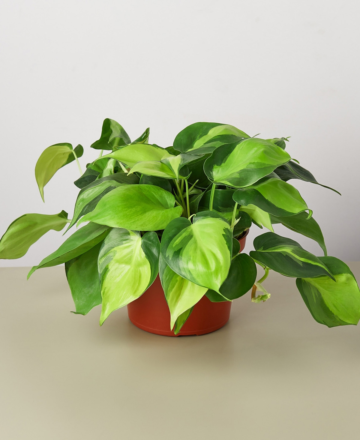 Philodendron Hederaceum 'Brasil' Live Plant, 6" Pot | Macy's