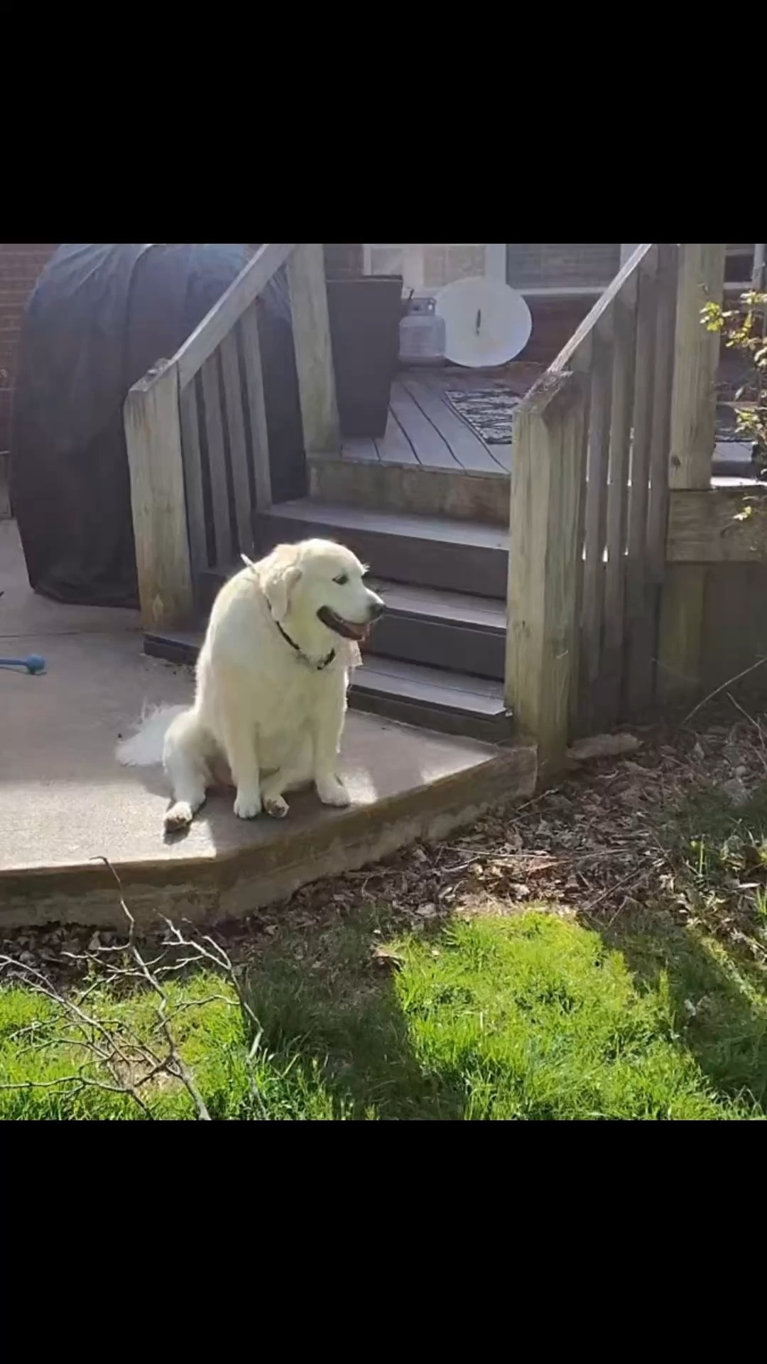 Best Pooper Scooper ever 

#LTKdayinmylife #LTKPetite