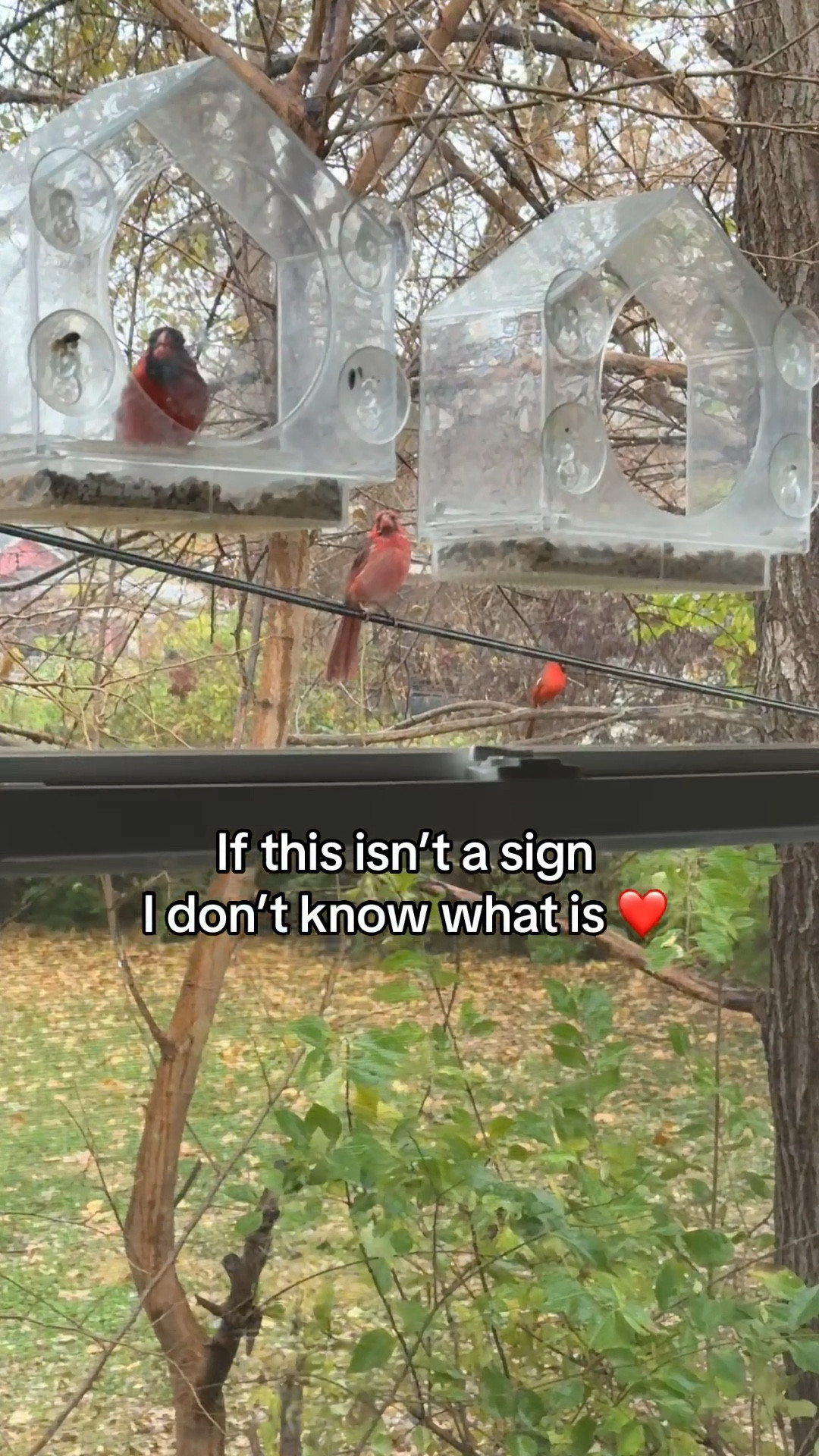 The perfect gift for bird/nature lovers

Window bird feeder, nature, birds, bird watching, window feeder, bird feeder, gifts for nature bird lovers 

#LTKdayinmylife #LTKHome #LTKGiftGuide