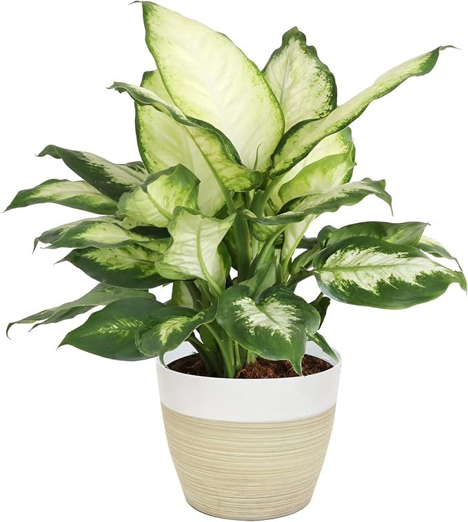 Costa Farms Dieffenbachia, Air Purifying Live Indoor Plant, Beautiful Easy to Grow Clean Air Hous... | Amazon (US)