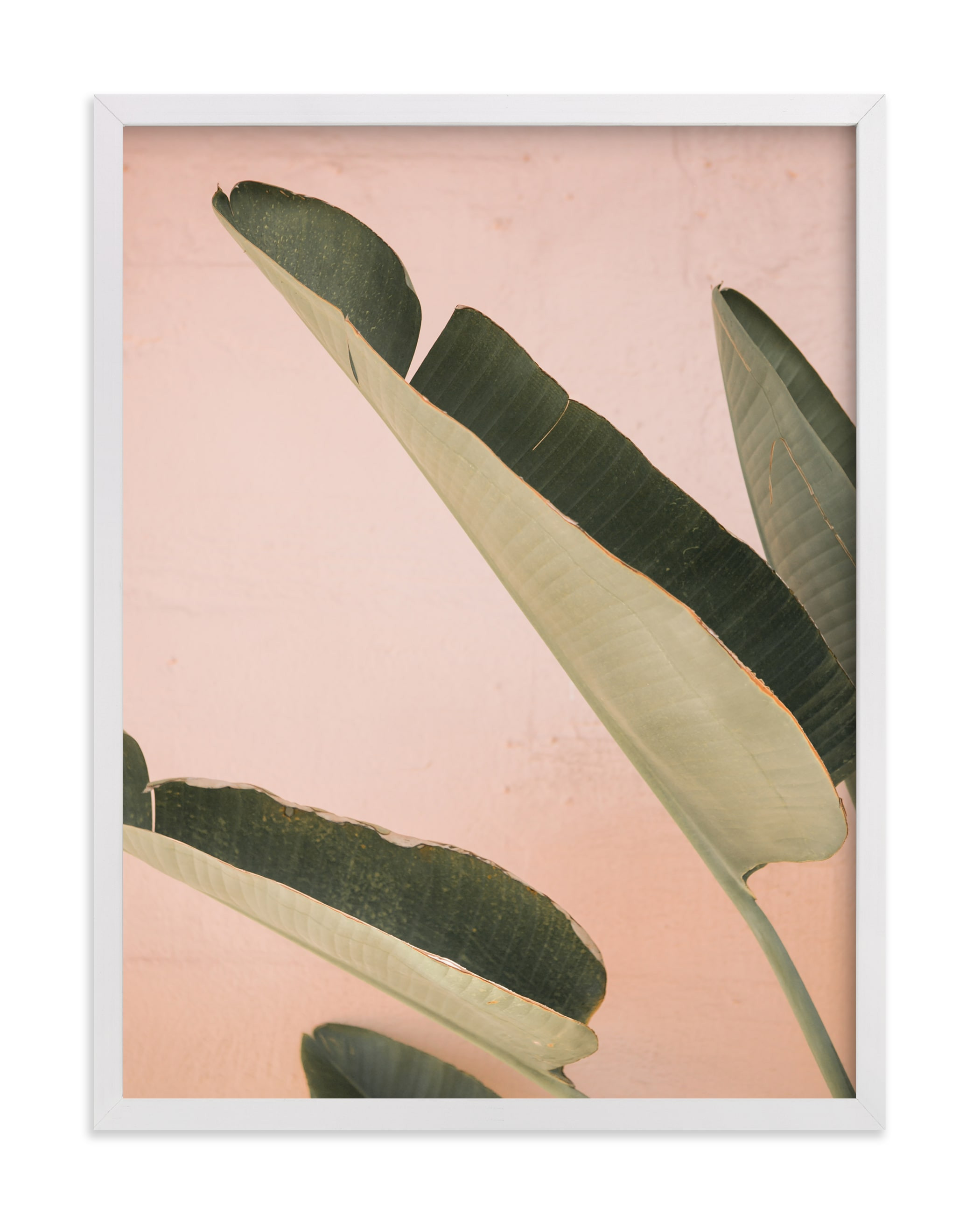 "Pink Banana Leaves" - Photography Limited Edition Art Print by ARIANE MOSHAYEDI. | Minted