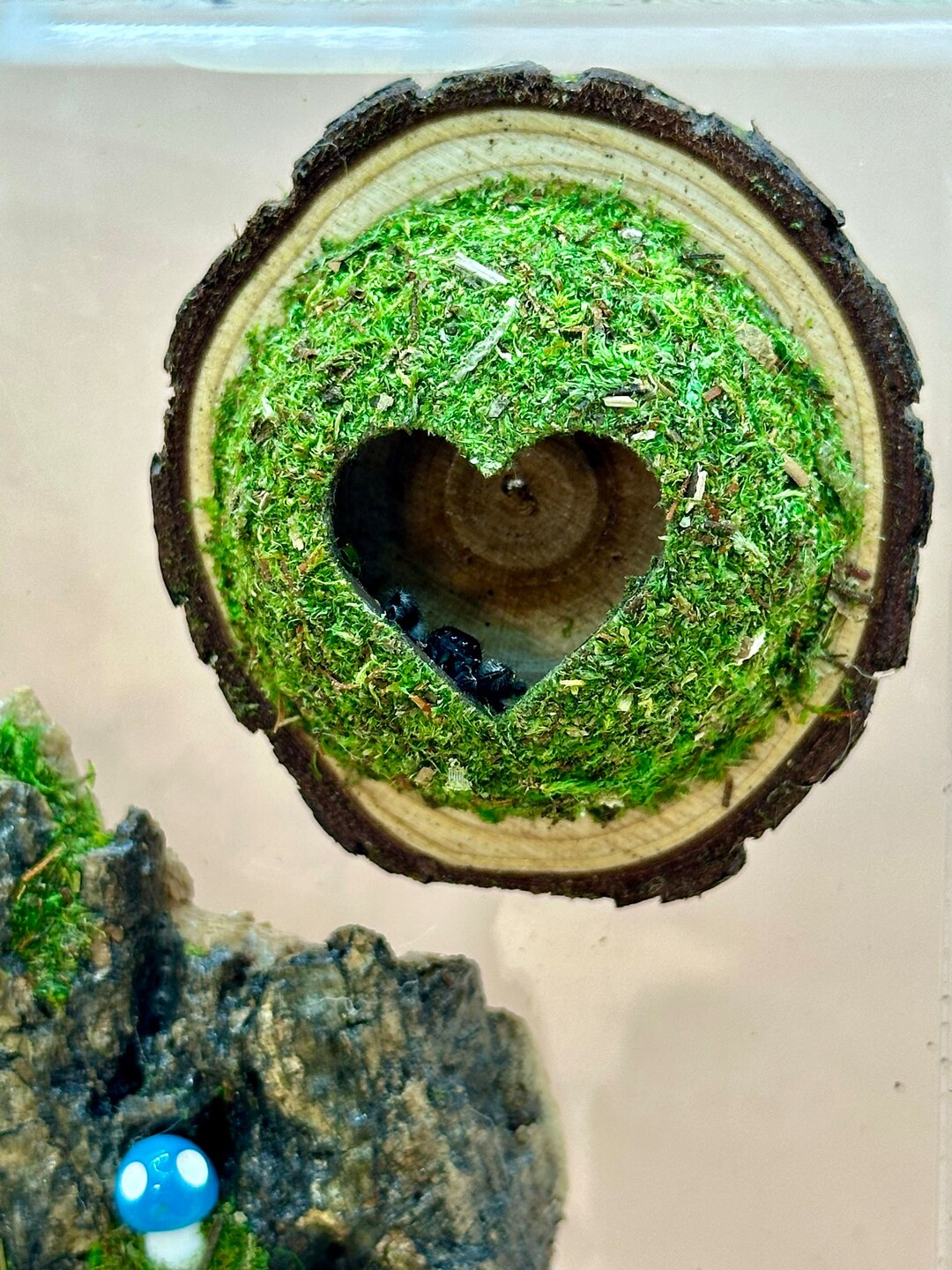 The ORIGINAL Sidewall Hanging Moss Hide - Etsy | Etsy (US)