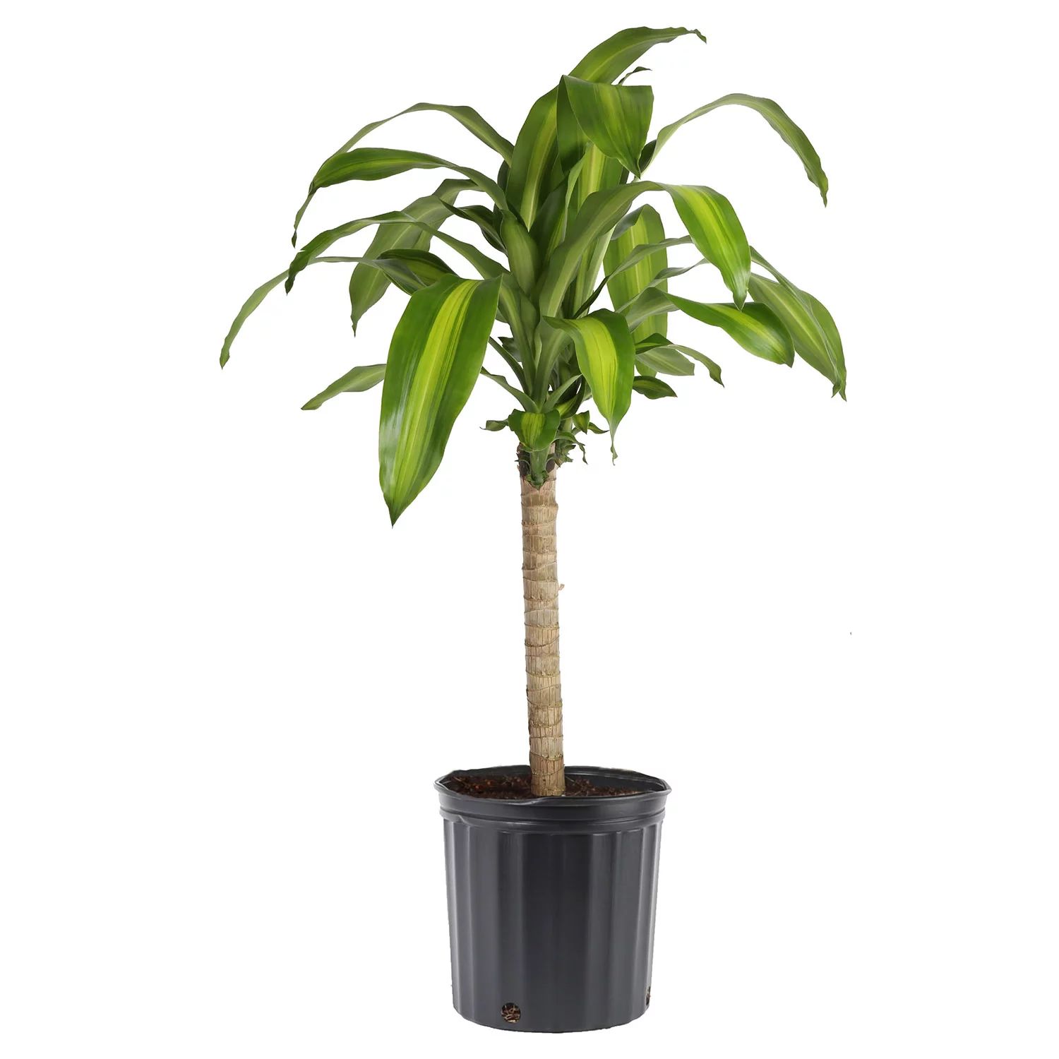 Costa Farms  Live Indoor 40in. Tall Green Mass Cane; Bright, Indirect Sunlight Plant in 10in. Gro... | Walmart (US)