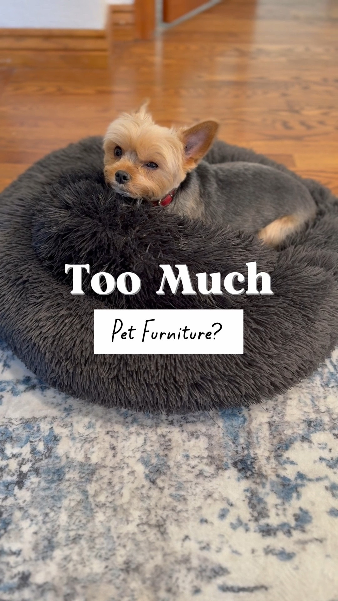 I think we have an obsession with pet furniture. 
Too much? 

#LTKPets #LTKWatchNow #LTKHome
