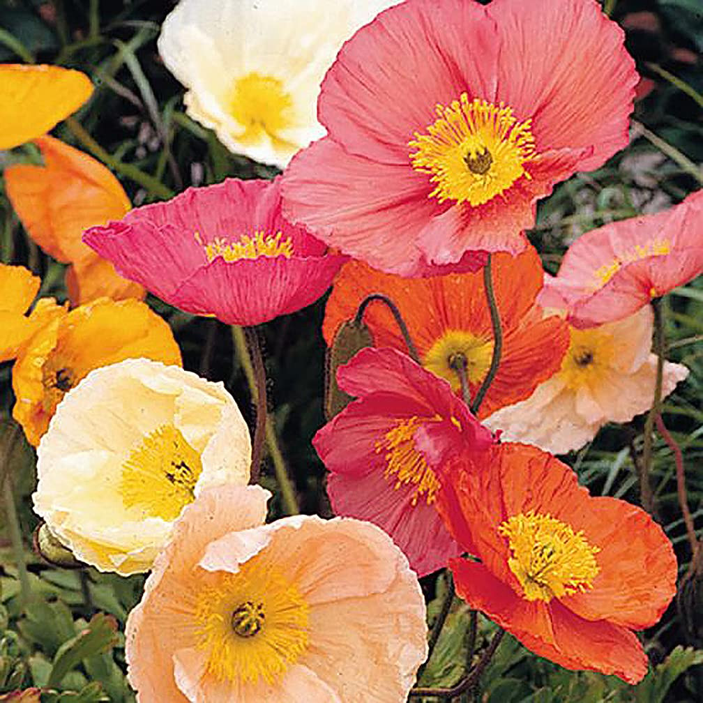 Iceland Poppies Seeds: Pink and Red Pastel Poppy Seeds with Crinkled Petals - Non GMO and Neonico... | Amazon (US)