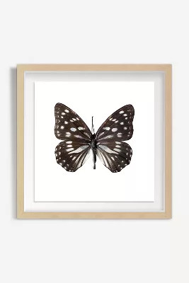 Gossamer Wings Wall Art | Anthropologie (US)