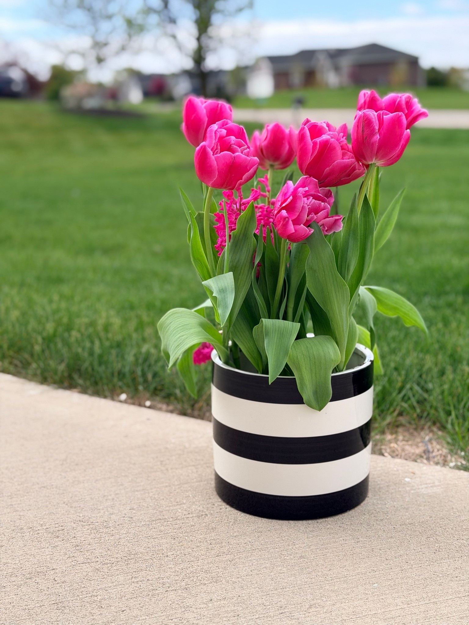 Mothers Day gift under $20!!! From Walmart Garden Center