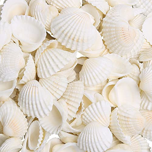 LUCKY BABY Small Sea Shells for Decorating, 330g 140~160pcs Bulk Tiny Seashells for Crafting 1/2" - 1 1/4", Natural Scallop Shells for Crafts, Home Decor Vase Fillers White3 | Amazon (US)