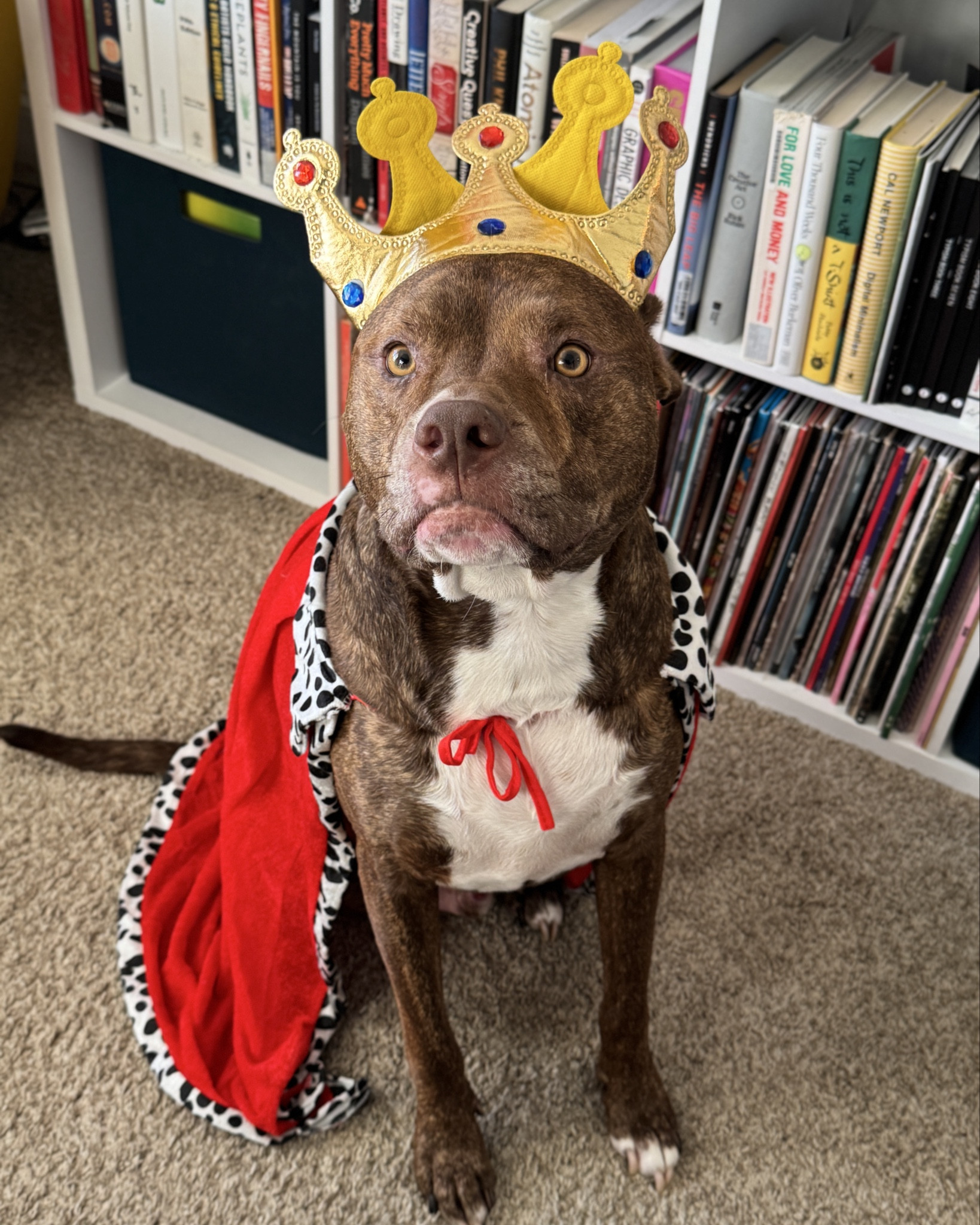 King Koda 🤴🏾🐶🎃
He wasn’t feeling the crown. Lol
We took it off after these pics. 

#LTKFamily #LTKHalloween #LTKPets