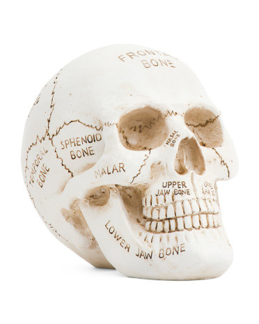 Skull With Bone Illustration | TJ Maxx