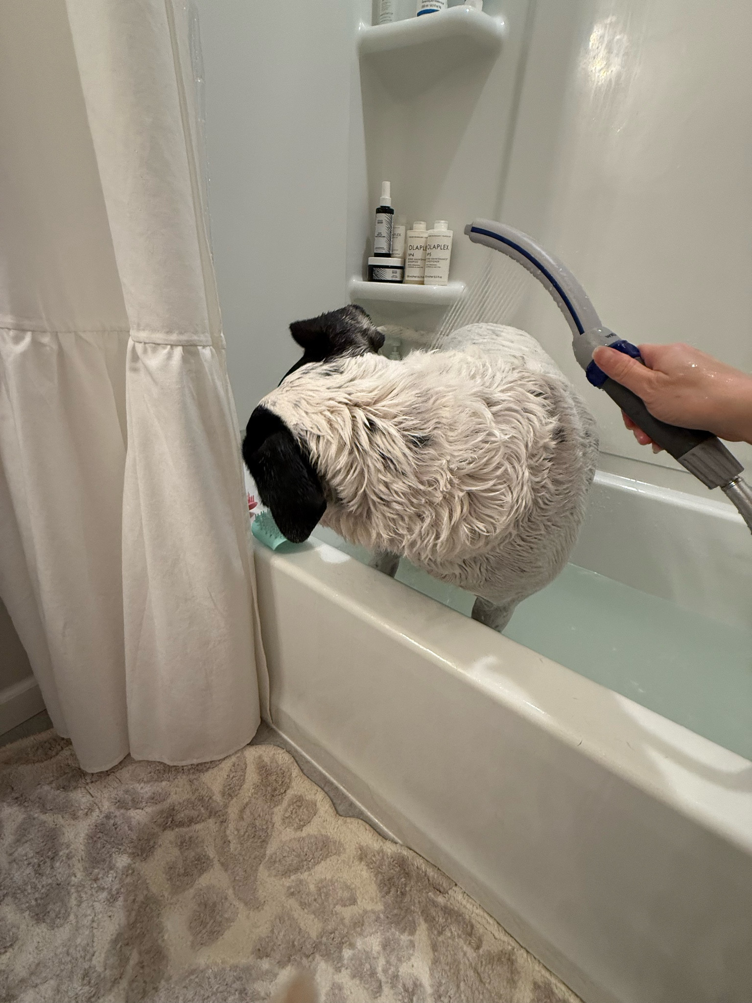 This makes dog baths so easy! Easy shower attachment .

Pet gift guides, gifts for dogs.

#LTKFindsUnder50 #LTKGiftGuide #LTKFamily