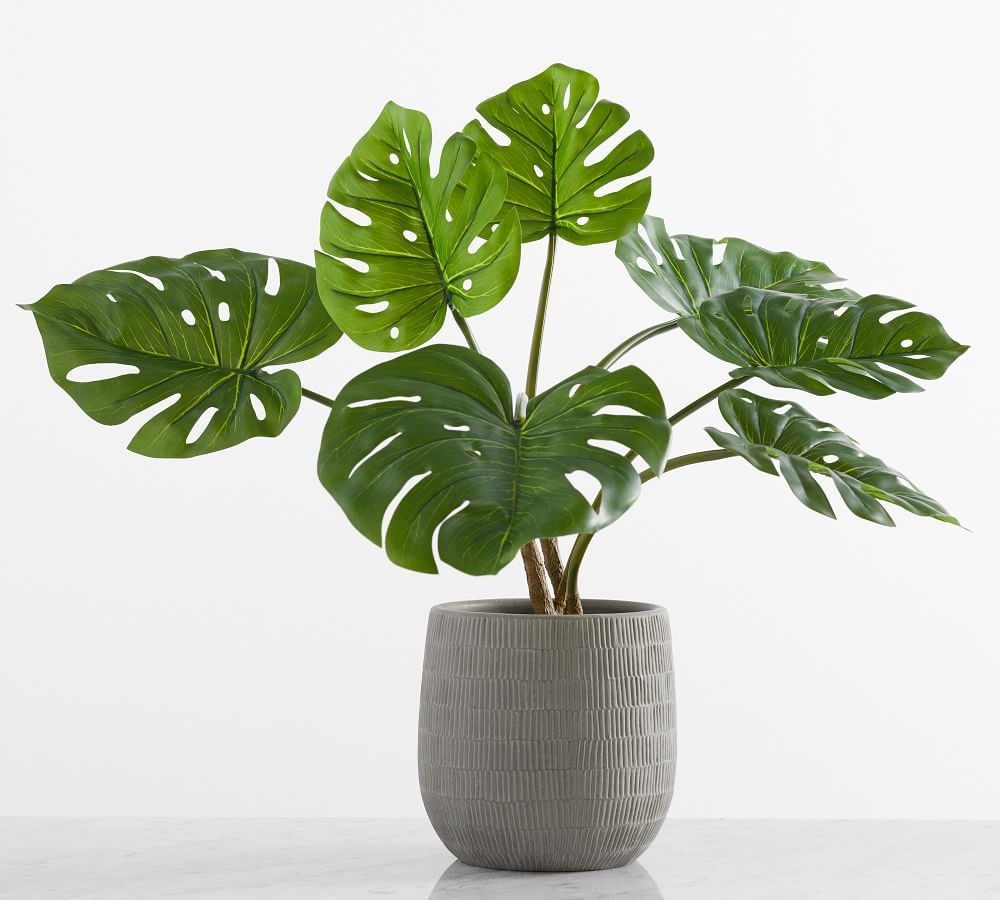 Potted Houseplant,Small,Monstera | Pottery Barn (US)
