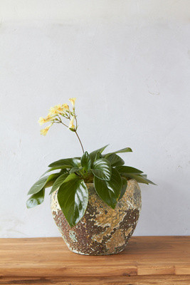 Barnacle Round Shoulder Pot | Terrain