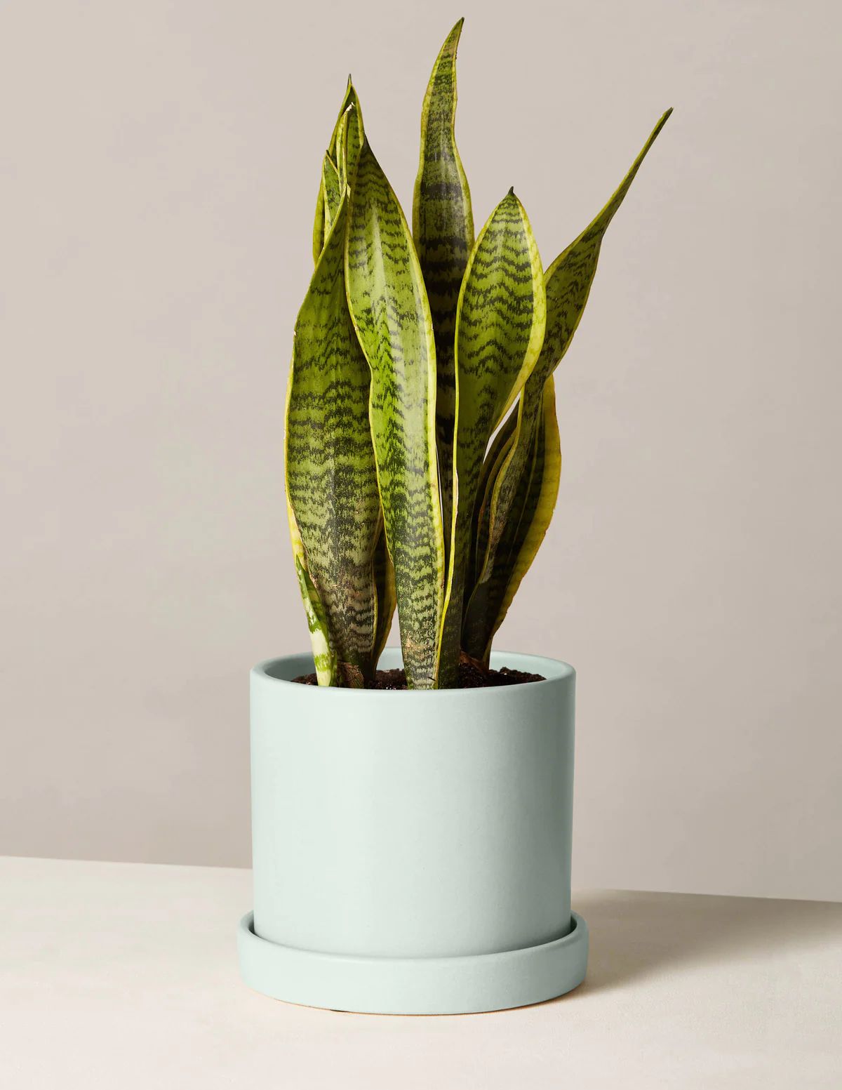 Snake Plant Laurentii
    $92$78
         Save 15% | The Sill