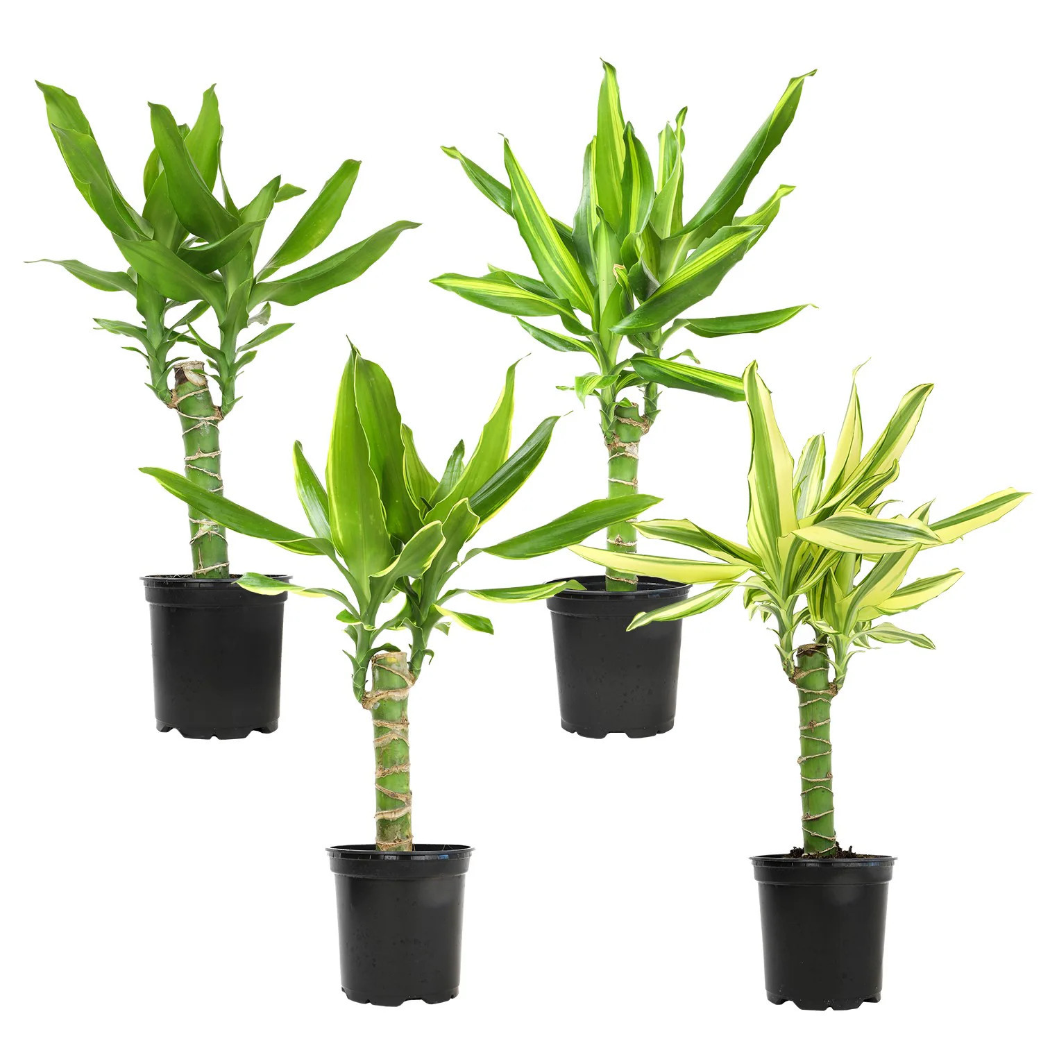 Altman Plants Dracaena Corn Cane Plant House plant in 1.97 Pint(s) Pot 4.0 -Pack | 0872698 | Lowe's