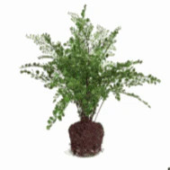 11" Fern Drop-in | Linen & Flax Co