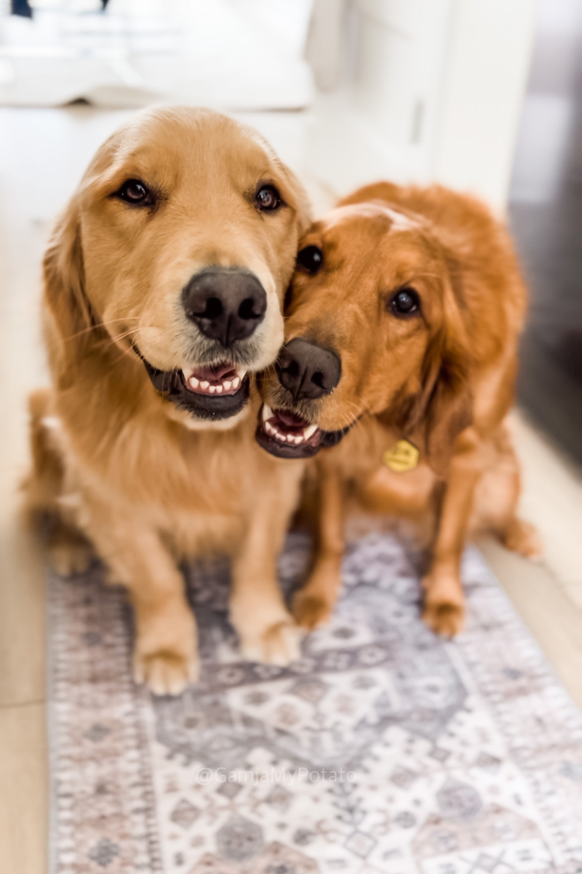 Home Depot Home Decorators Collection, Washable Rugs