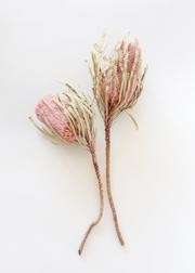 Pack of 2 - Dried Pink Banksia with Leaves - 12-18" Tall | Afloral (US)