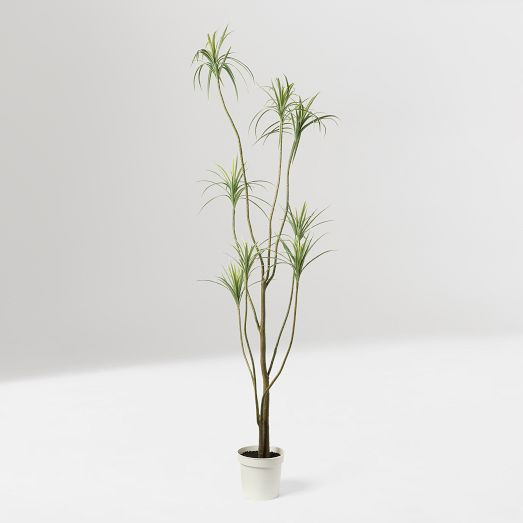 Faux Potted Dracaena | West Elm (US)