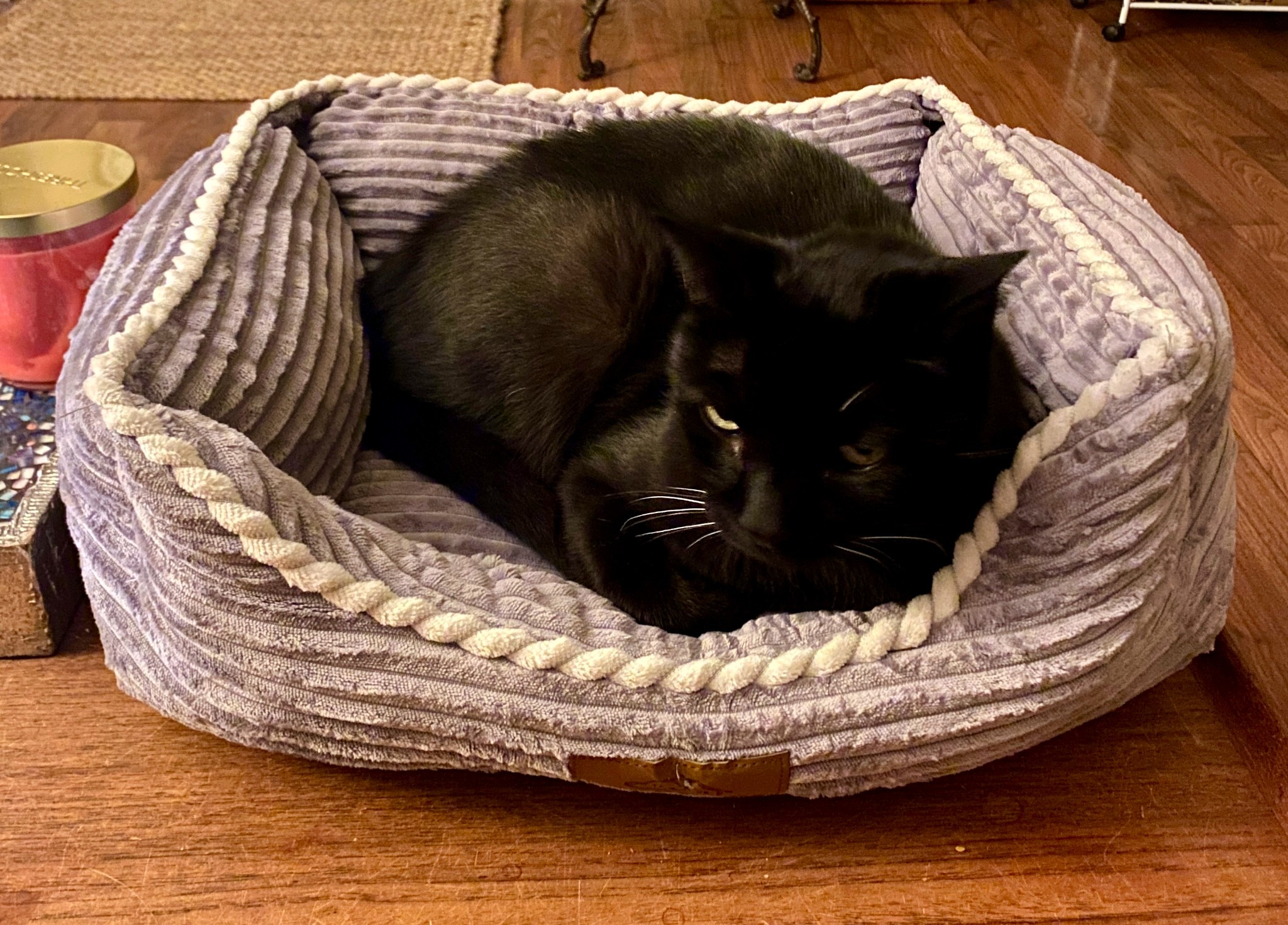 This pet bed comes in 3 sizes & multiple color options. It is soft & cozy. Update: He loves his cat bed. I got 2 my other cat loves his! Now, my dog needs one too so I’m getting another. 1 year warranty. Looks so much nicer in person too. Plush!  #catbed #dogbed

#LTKPets #LTKHome