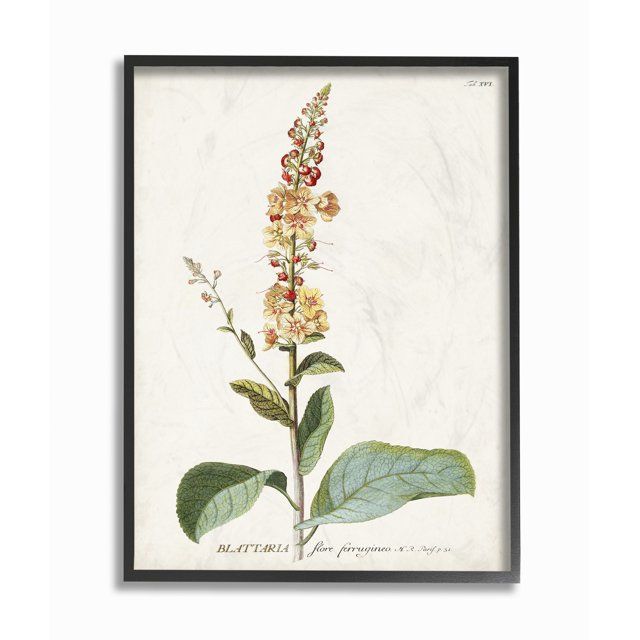 Stupell Industries Botanical Plant Illustration Flowers Vintage Design Framed Wall Art by Unknown | Walmart (US)