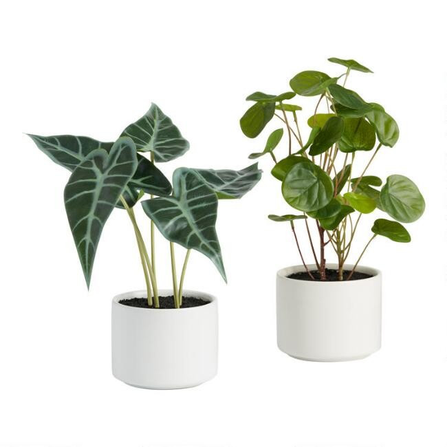 Mini Faux Tropical Plants in Ceramic Pots Set of 2 | World Market