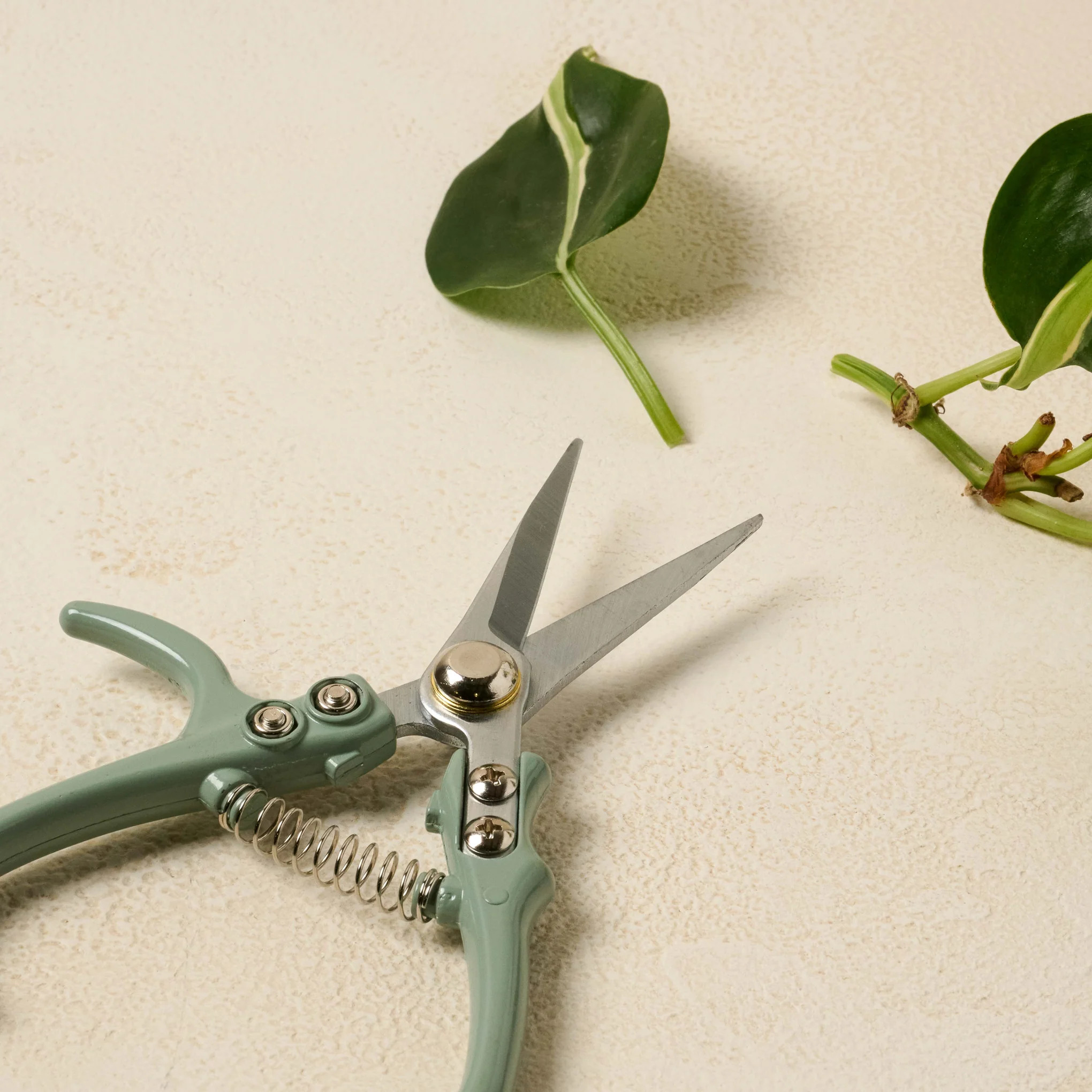 Pale Mint Shears | Magnolia