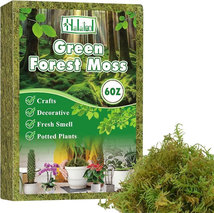 6OZ Green Moss for Indoor Plants, 8QT Orchid Moss for Repotting, Forest Moss for Potted Plants, R... | Amazon (US)