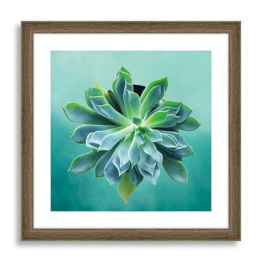 Minted for west elm - Pointed Succulent | West Elm (US)