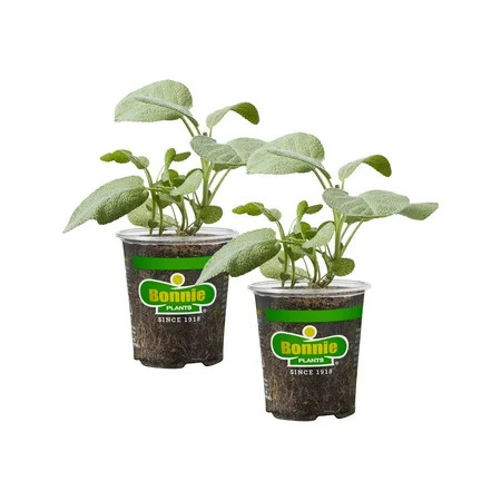 Bonnie Plants Garden Sage 19.3 oz. 2-Pack | Walmart (US)