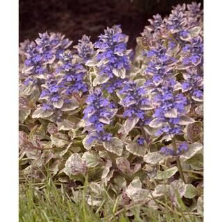 national PLANT NETWORK 4 in. Ajuga Burgundy Glow Perennial Plant (3-Pack) HD1699 - The Home Depot | The Home Depot