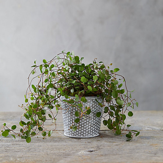 Angel Vine, Dot Pot | Terrain