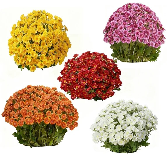 25 Bundles Artificial Sunset Mums, Artificial Outdoor Sunset Mums Flowers - UV Resistant, Waterpr... | Walmart (US)