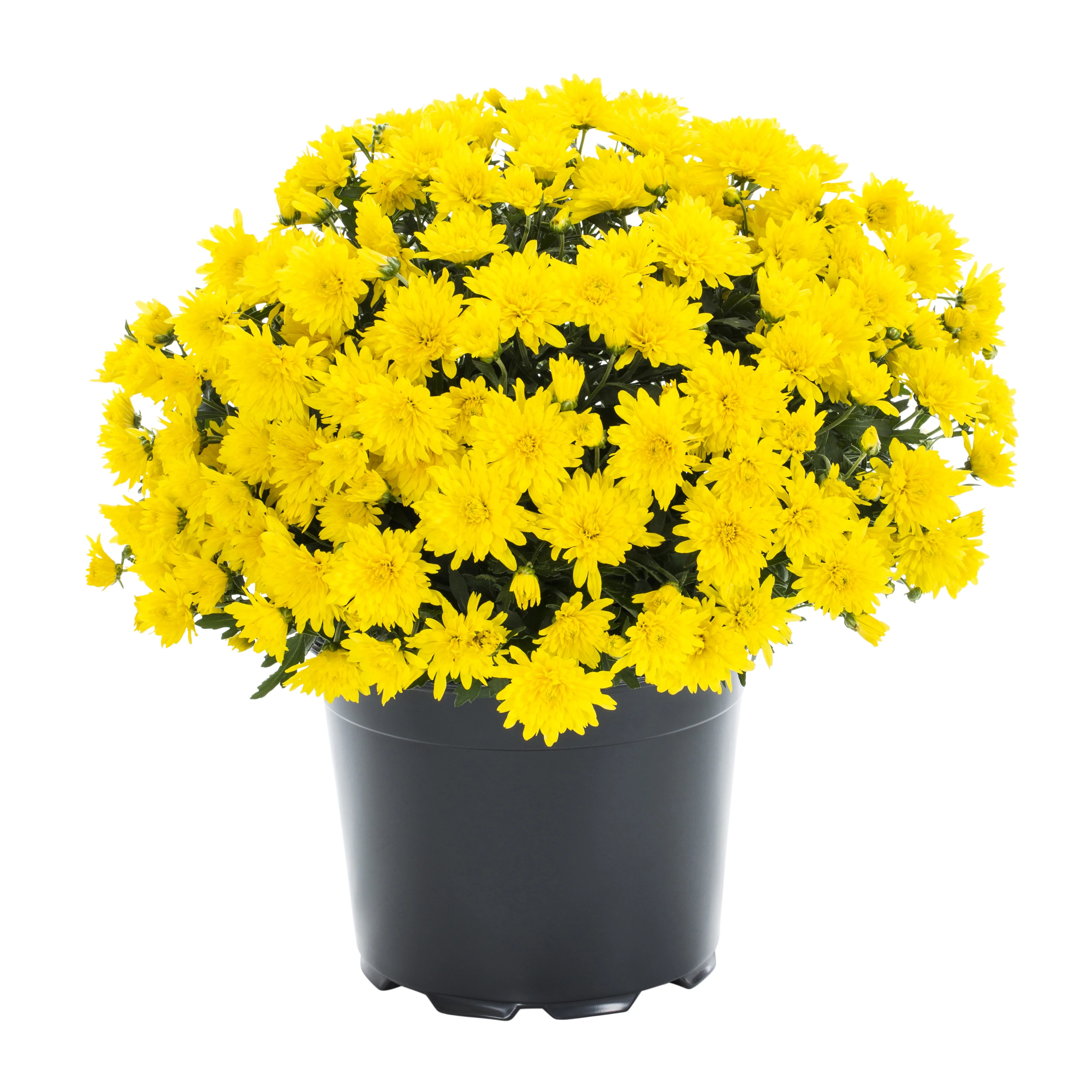 Expert Gardener 8-Inch Yellow Garden Mum in Black Pot | Walmart (US)