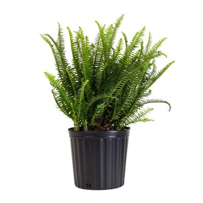 United Nursery 9.25-in Kimberly Queen Fern in Plastic Pot Lowes.com | Lowe's