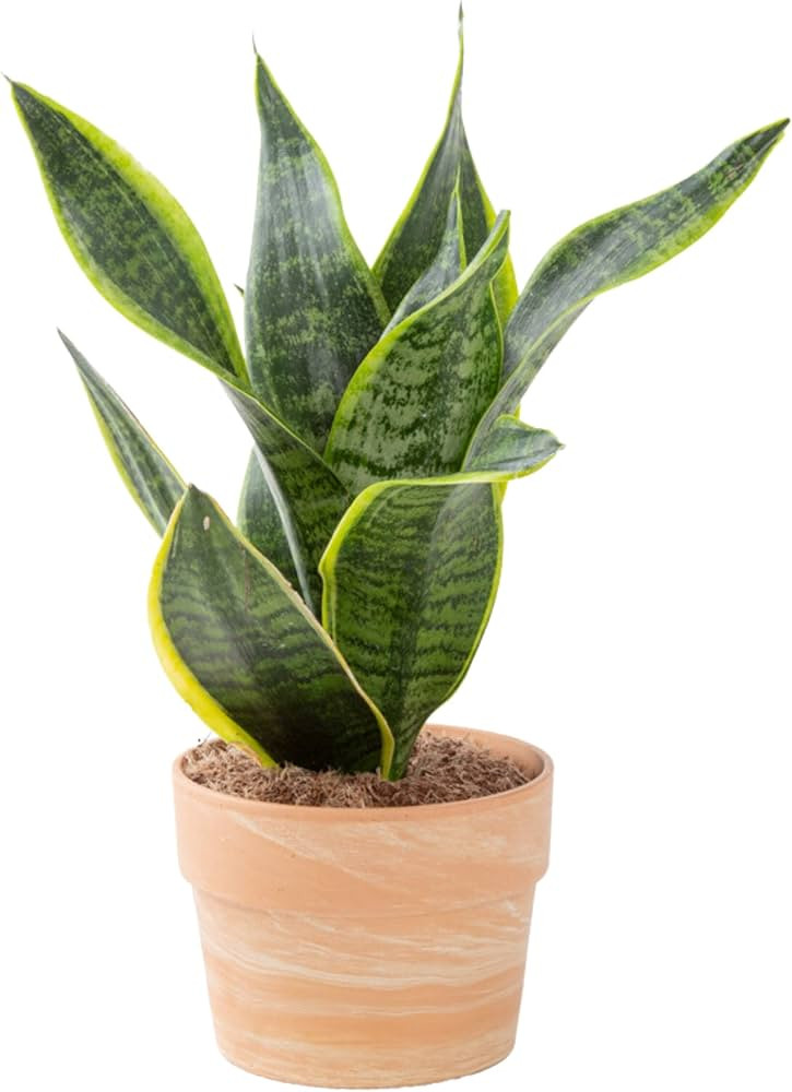 Costa Farms Snake Plant, Easy Care Live Indoor Plant in Modern Décor Planter, Air Purifying Hous... | Amazon (US)