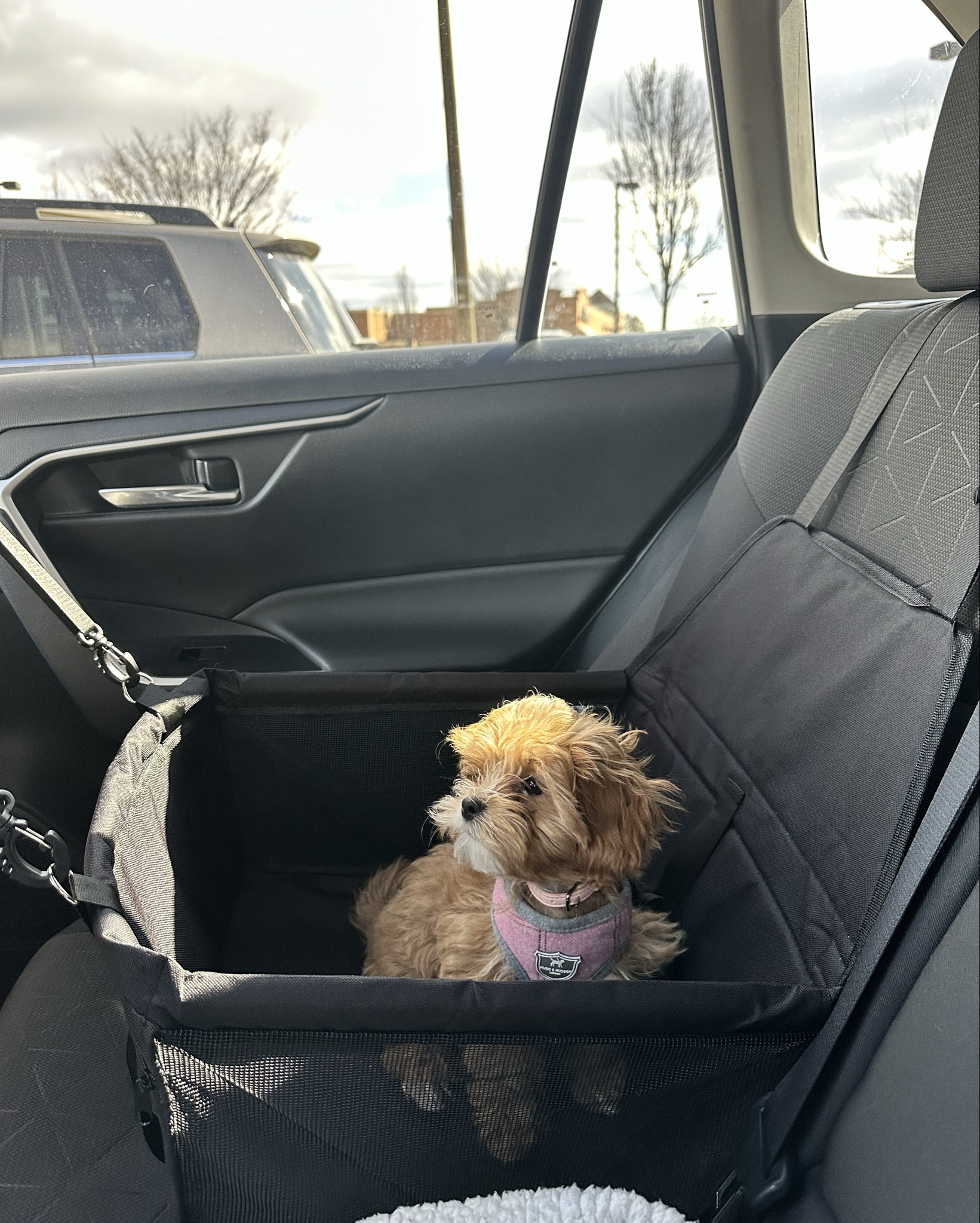 The perfect pet car seat to keep your fur baby safe! 

It’s very simple to move around and install in your car, my dog loves her car seat! 

#LTKFindsUnder50 #LTKPets