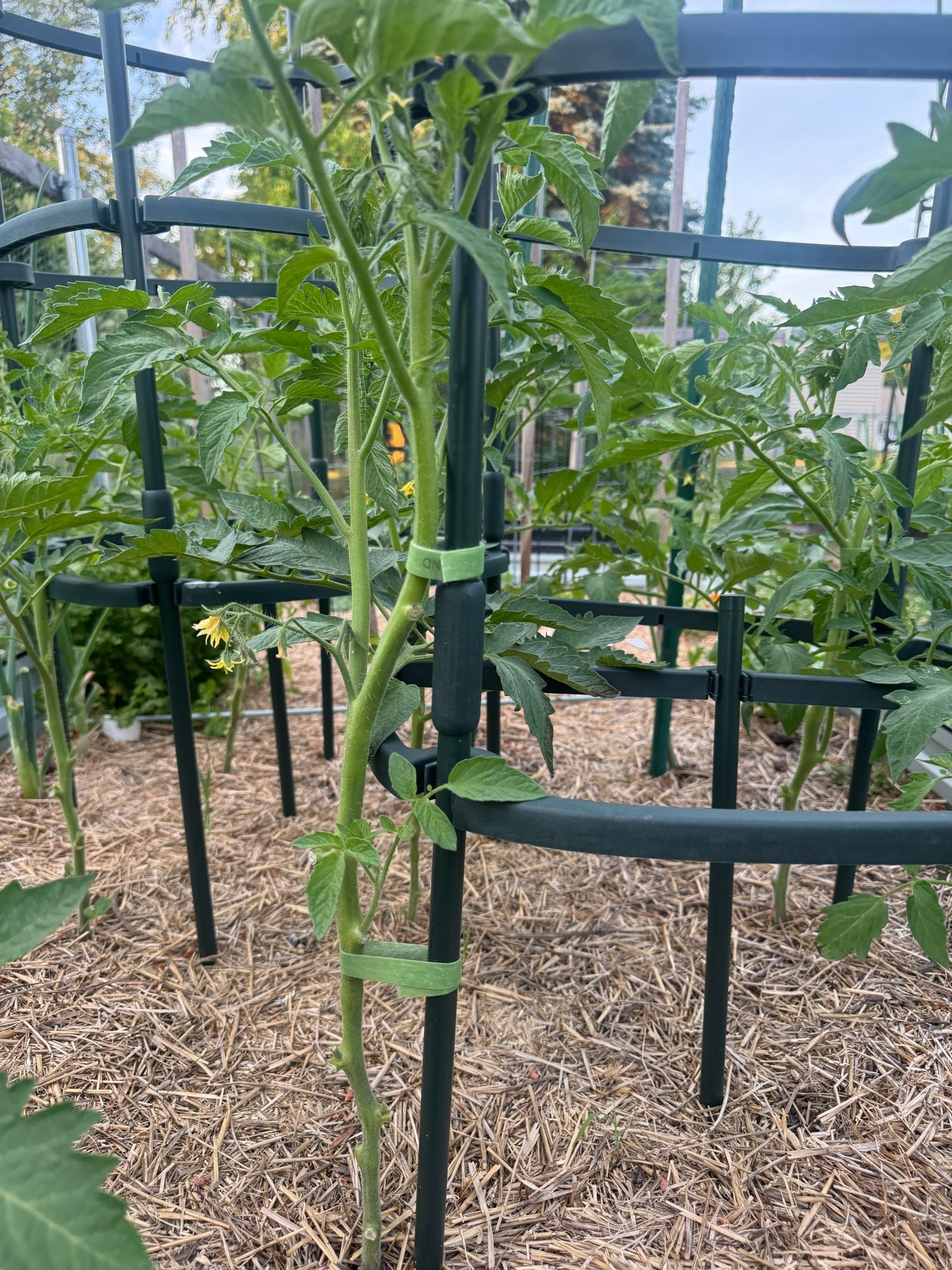 Velcro tape for climbing plants 🌱

#LTKmomlife #LTKSeasonal #LTKHome